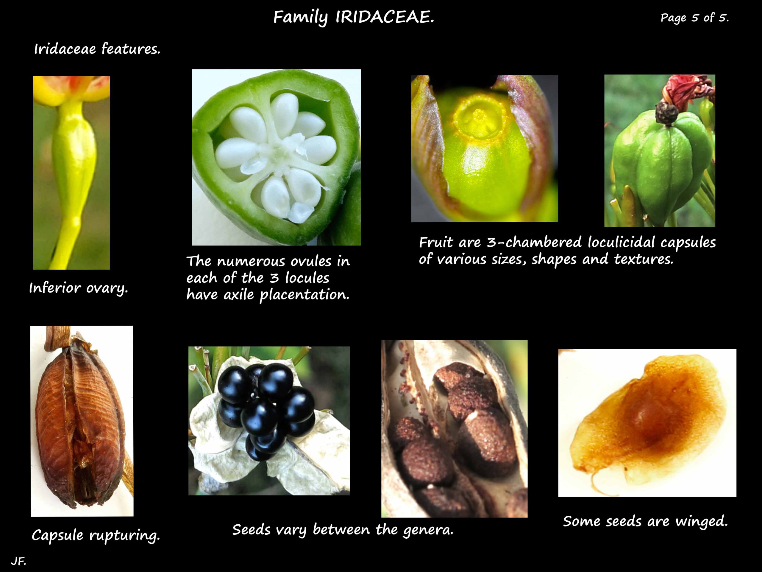 5 Iridaceae ovary & fruit